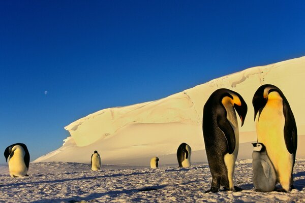 Pingüinos en el hábitat