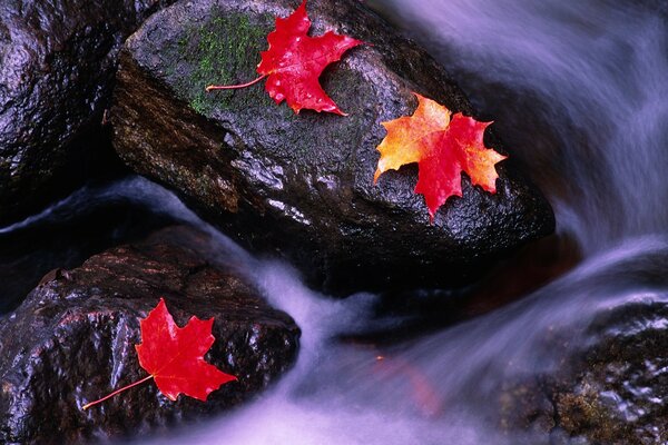 Autumn maple leaves on stones