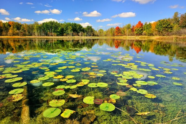 Paisaje de otoño. lago con nenúfares