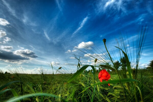 Haymaking in the field. Fresh grass