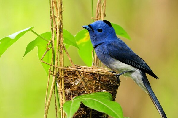 Bright songbird over the nest