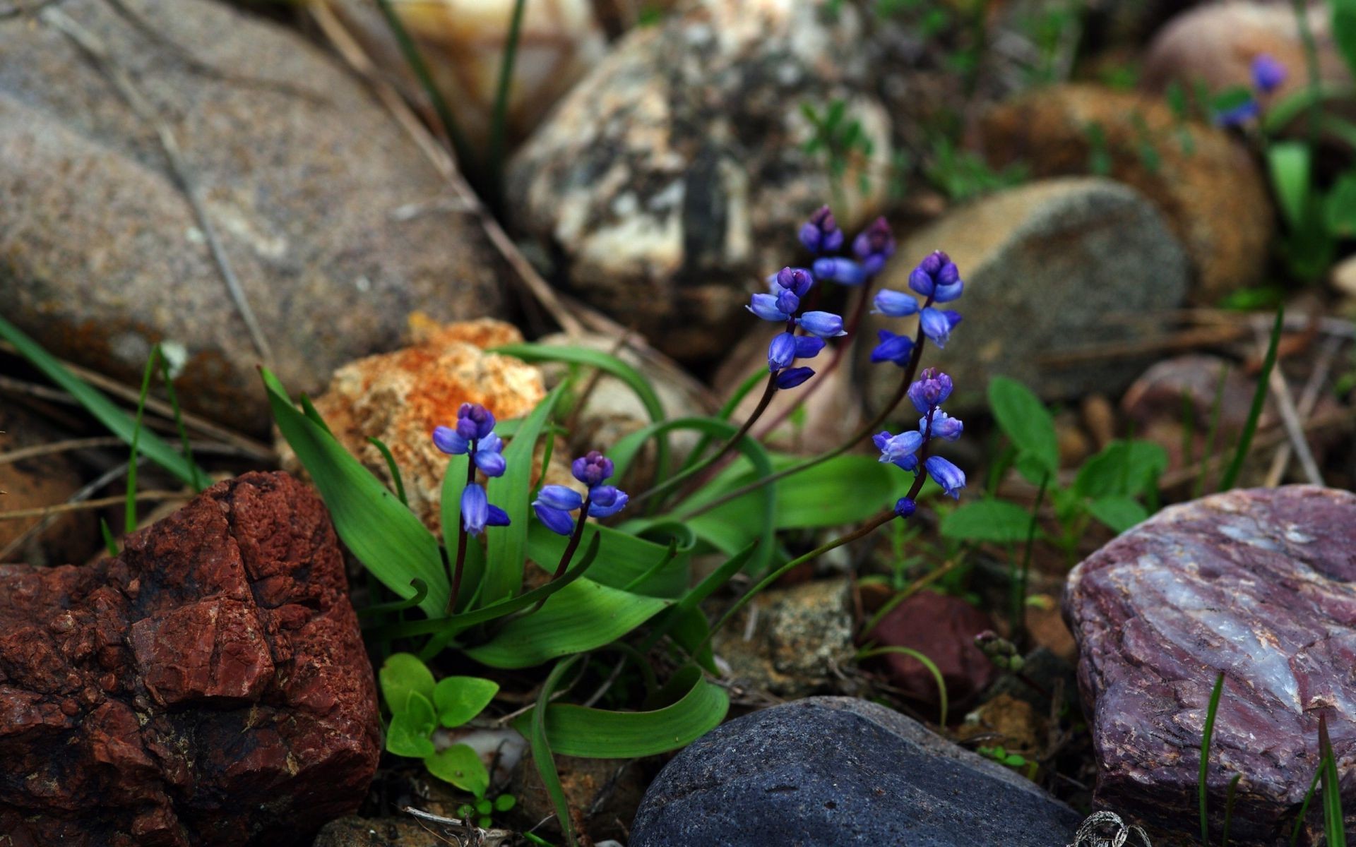 flowers nature flower leaf garden flora outdoors wood season floral close-up color grass summer wild