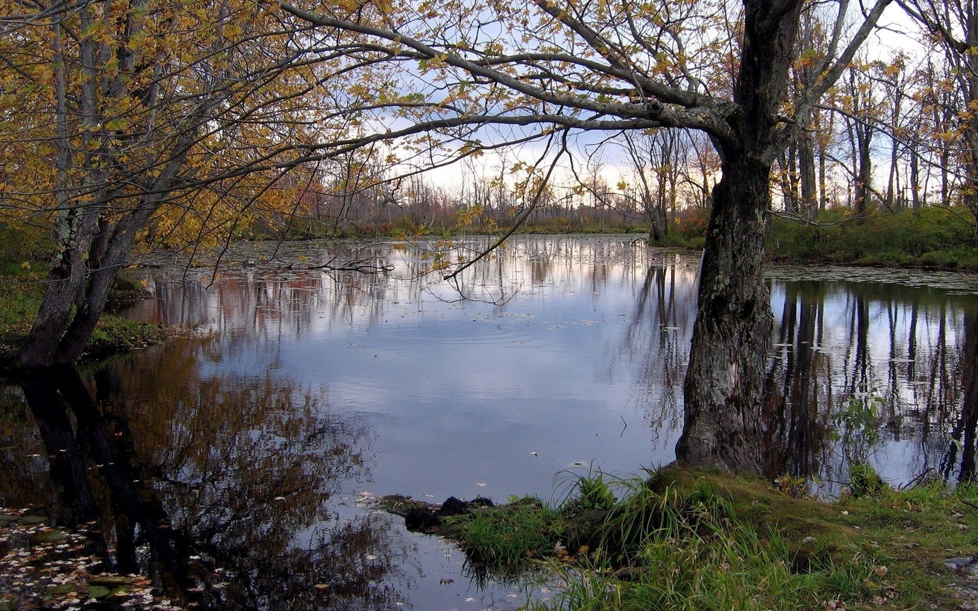 lake water fall tree landscape reflection nature wood river leaf outdoors park pool scenic dawn flood season