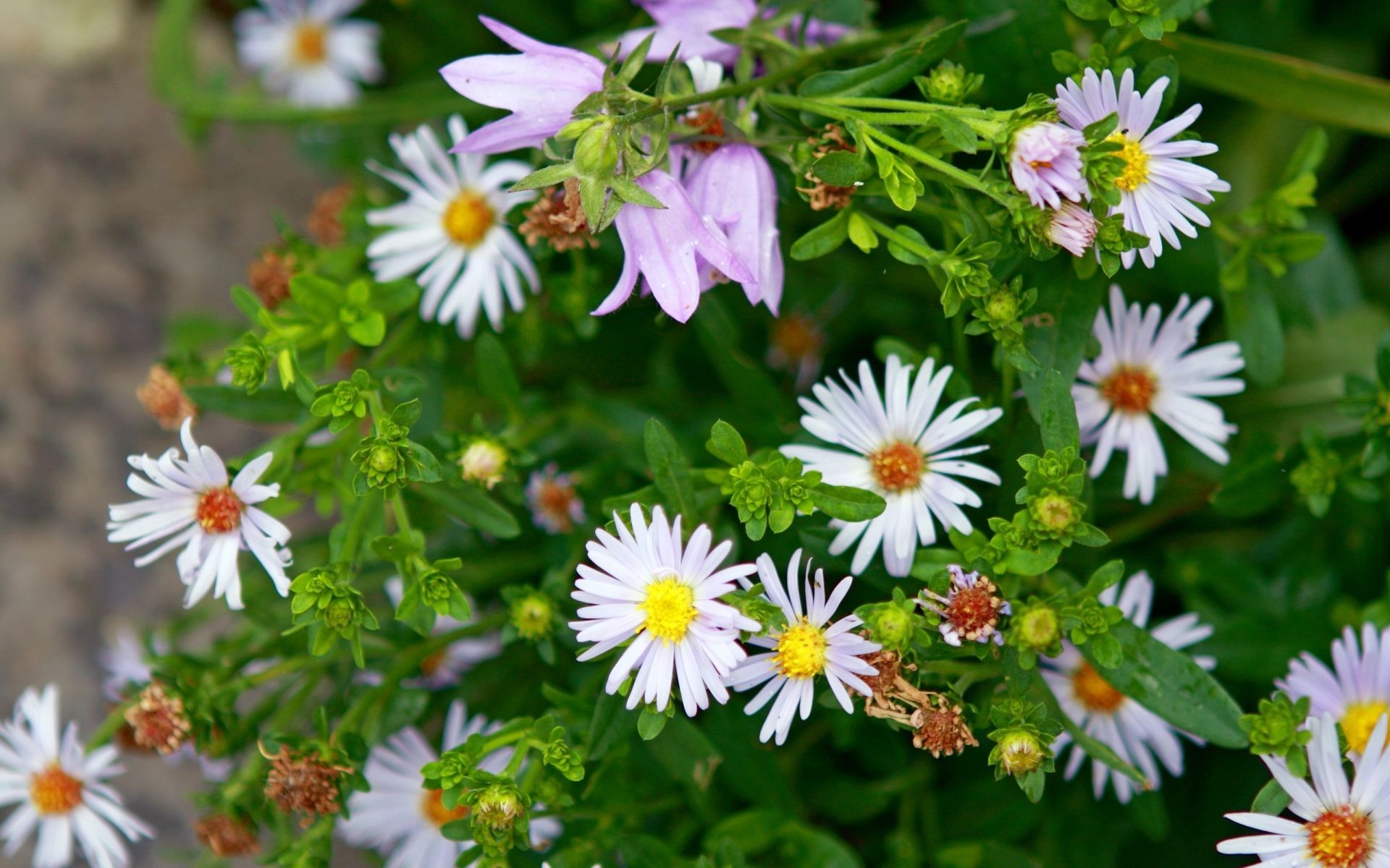 blumen natur blume sommer flora garten blatt blühen hell im freien gras blumen wachstum blütenblatt schließen wild farbe