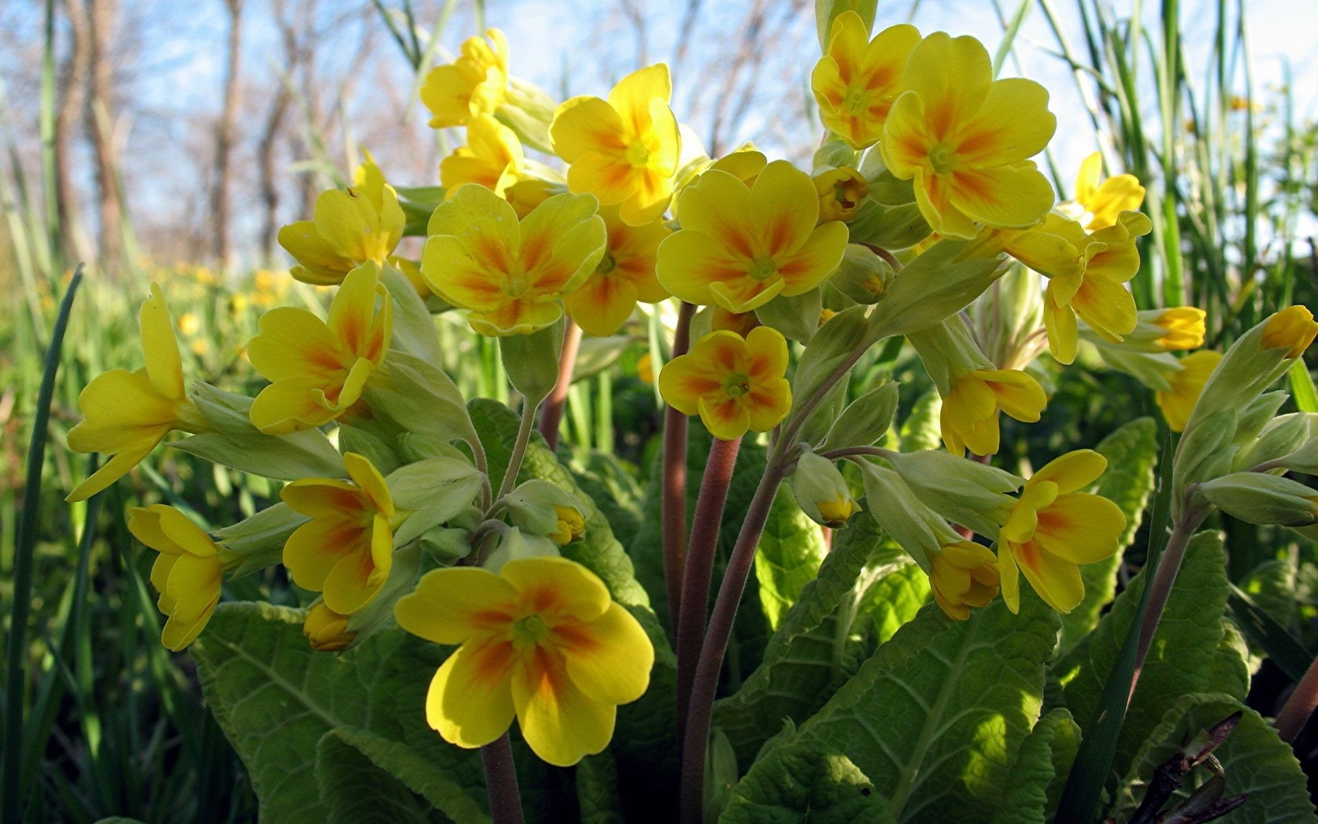 kwiaty natura kwiat flora liść ogród bluming kwiatowy lato wzrost płatek jasny sezon dobra pogoda pole kolorów na zewnątrz botaniczny