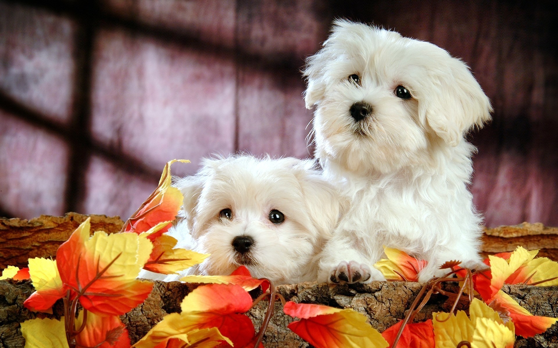 cani carino cane animale domestico piccolo mammifero animale canino animali bianco