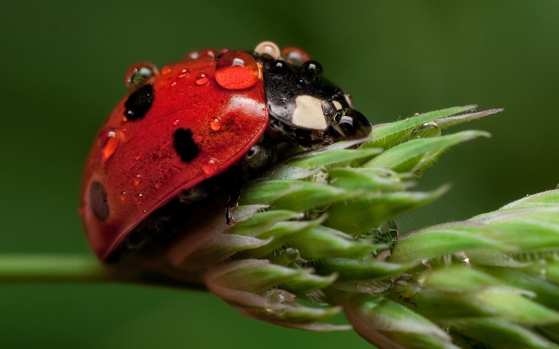 insectos naturaleza insecto vida silvestre mariquita biología hoja animal al aire libre invertebrados animales