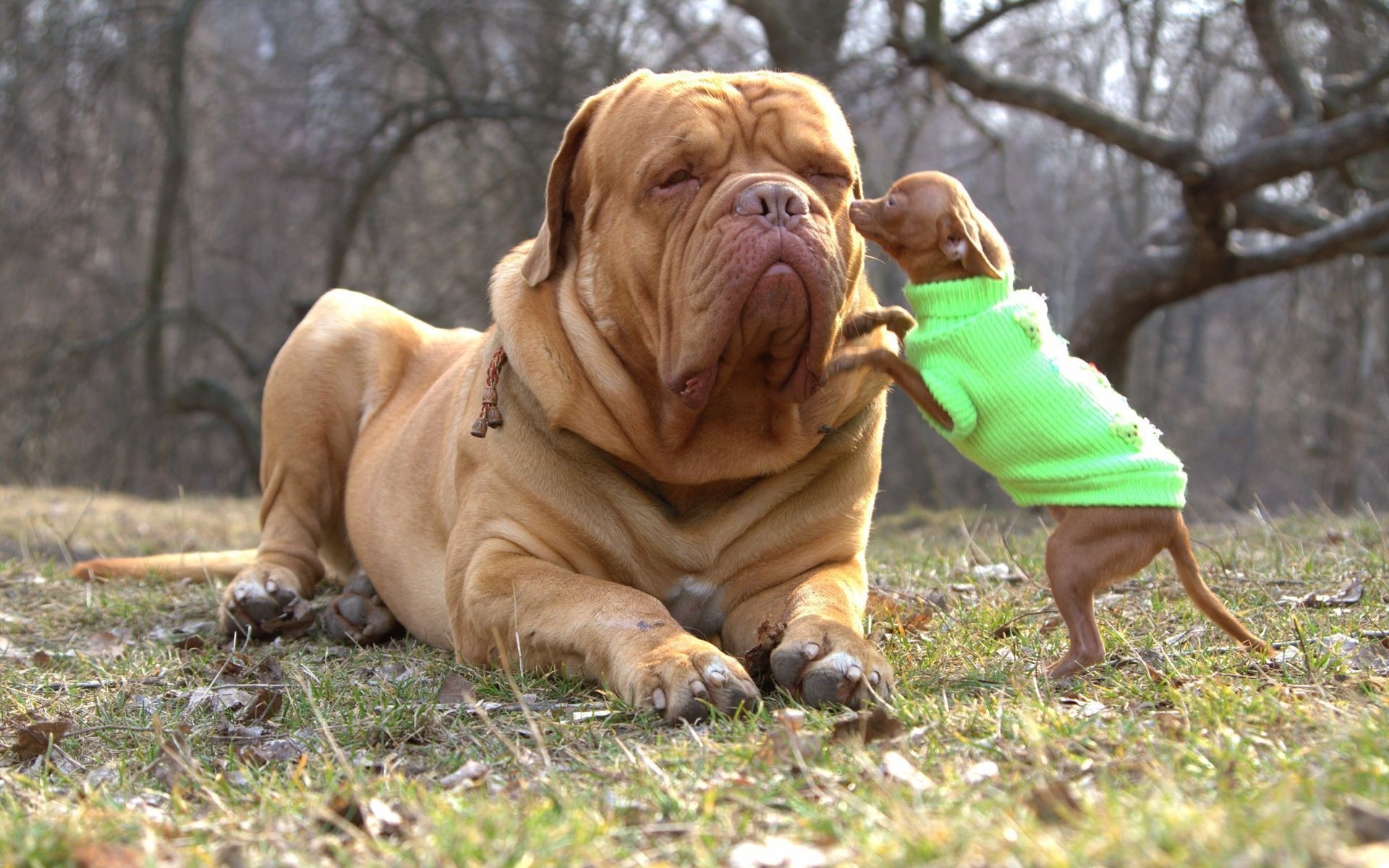 cães cão grama mamífero fofa parque animal de estimação cinegrafista animal natureza retrato filhote de cachorro raça amizade animais