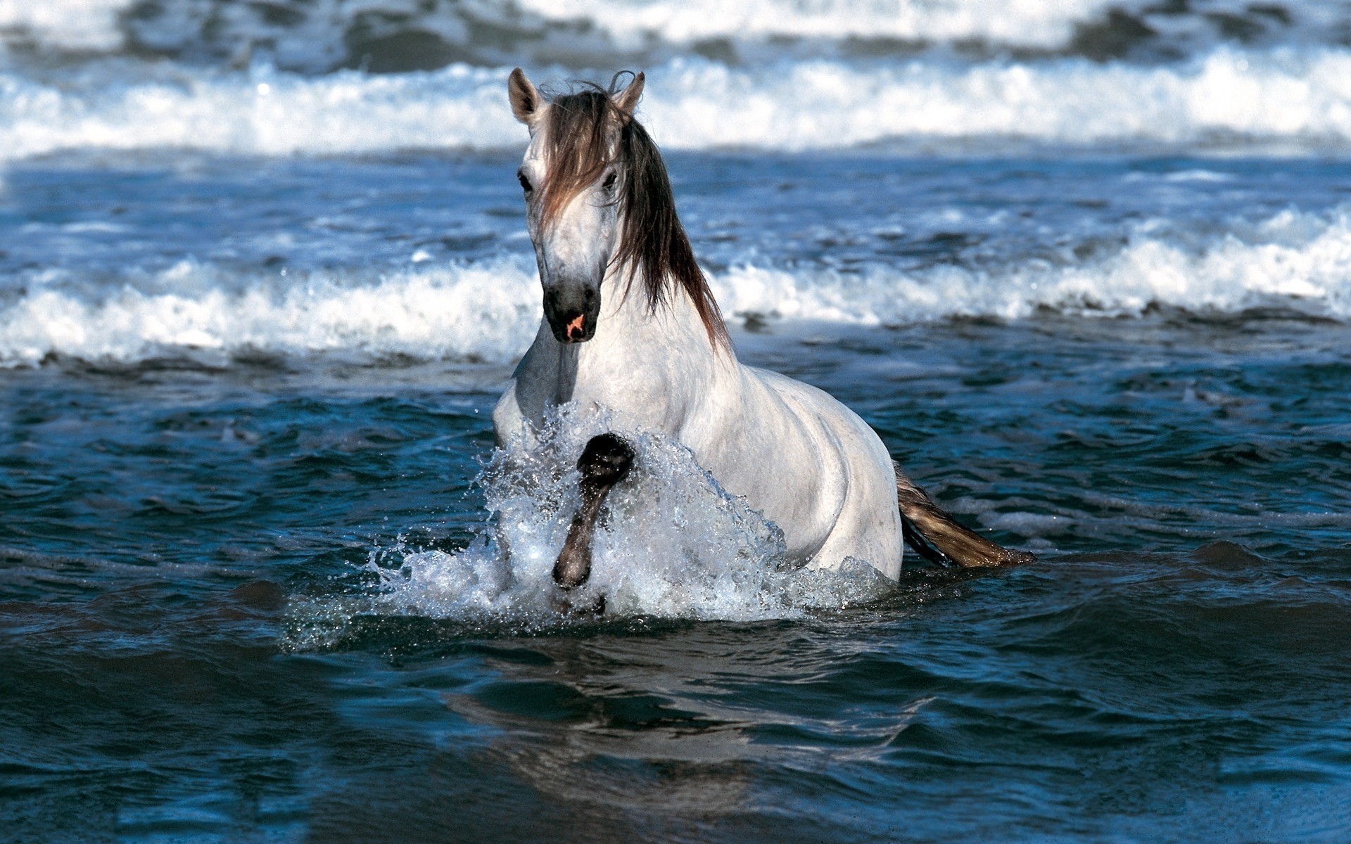 animais água mar oceano onda respingo natureza mare verão cavalo