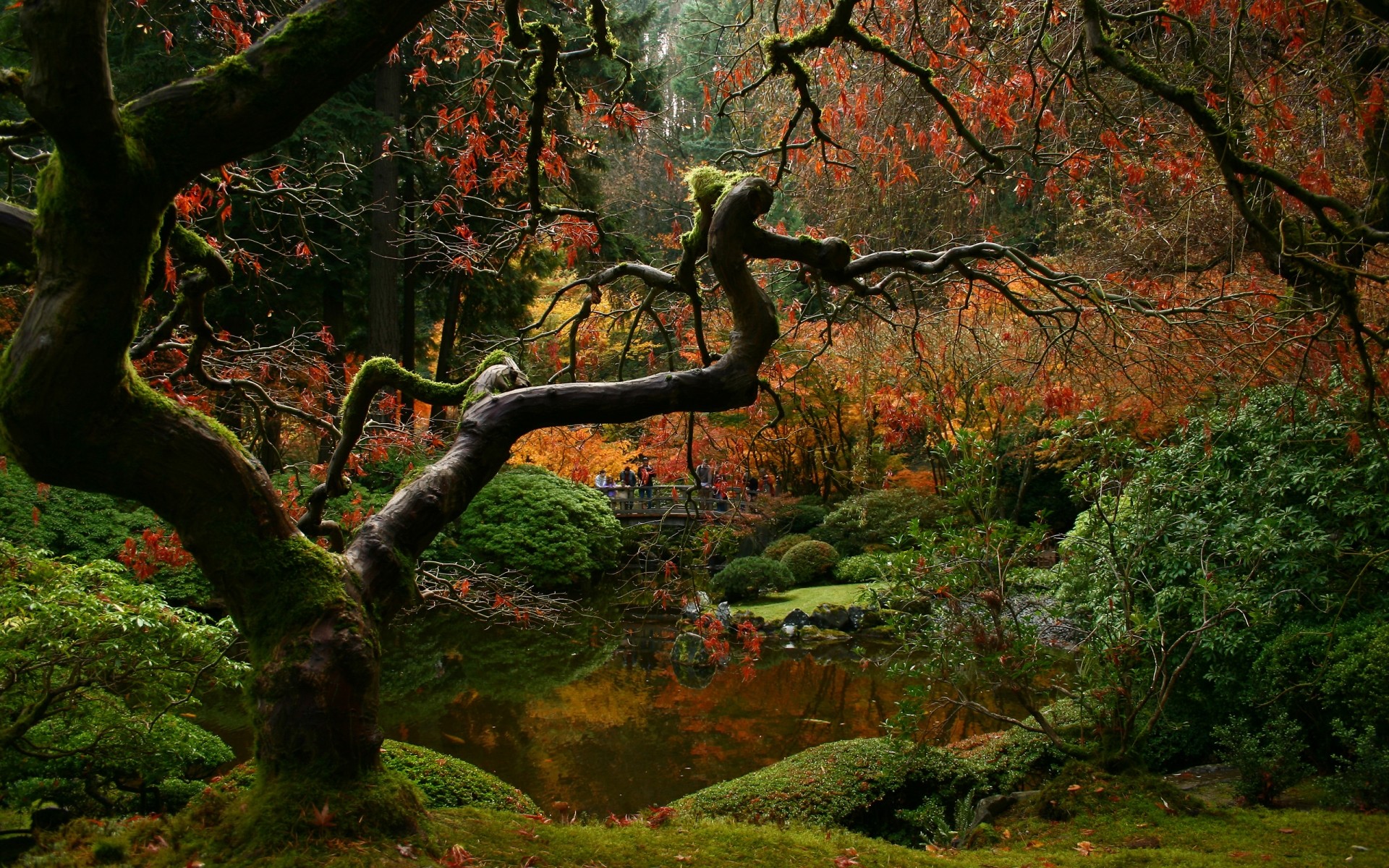 landscapes tree leaf fall wood landscape nature park branch outdoors maple lush environment trees plants bridge lake