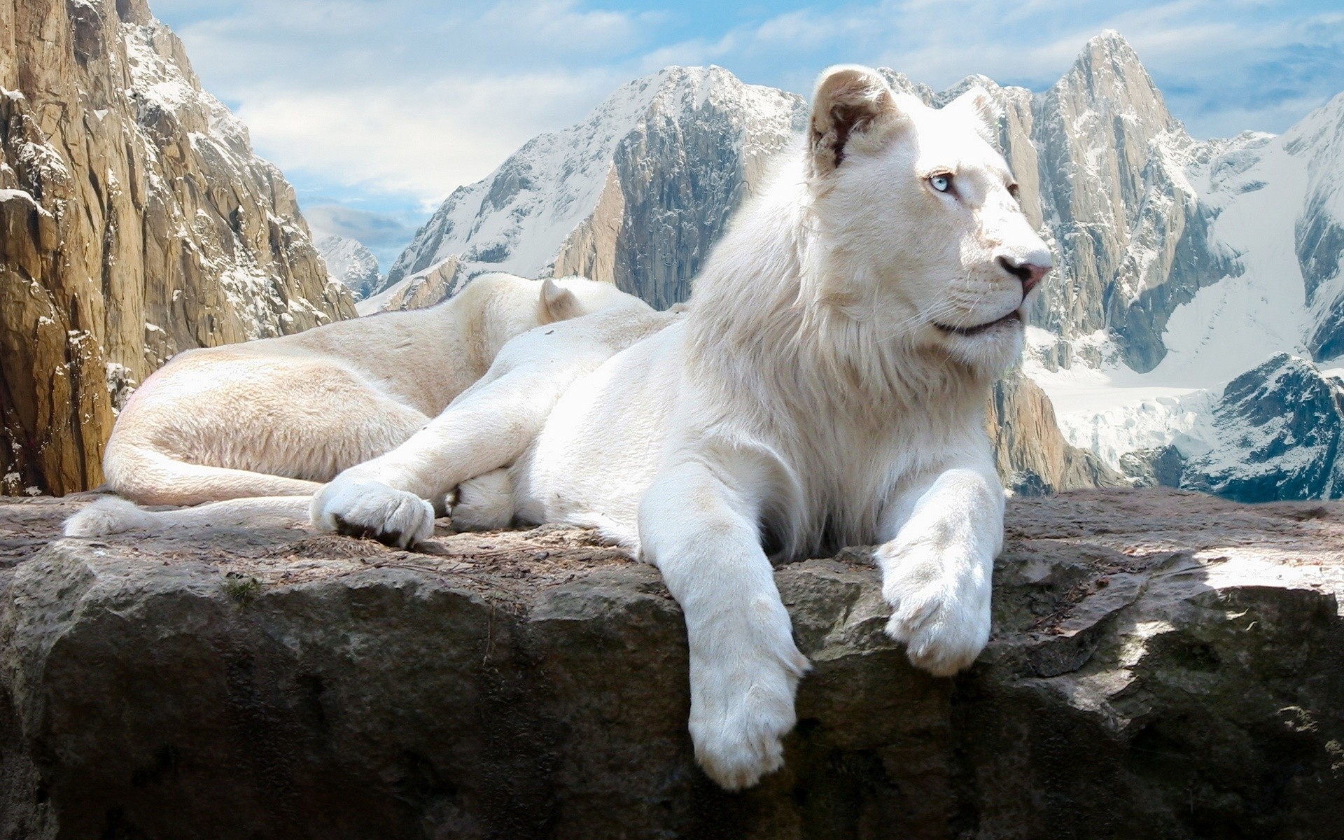 animais natureza neve rocha ao ar livre viagens montanha selvagem gelado mamífero leão branco leão