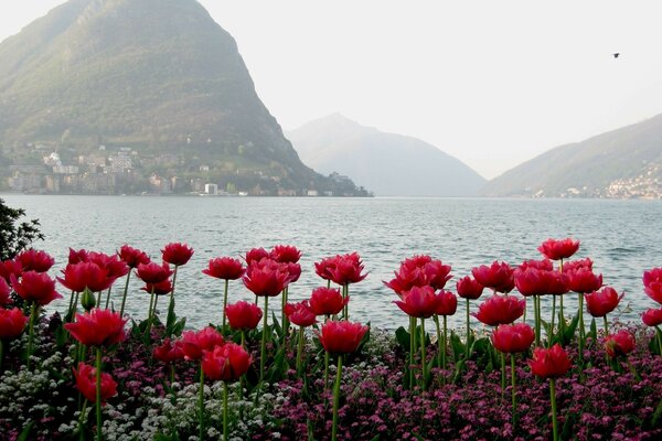 Blumen in der Nähe des Meeres auf dem Hintergrund der Berge