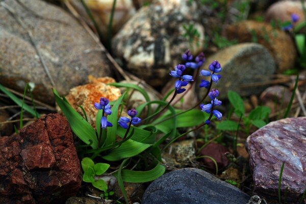 As flores da primavera abrem caminho para a vida