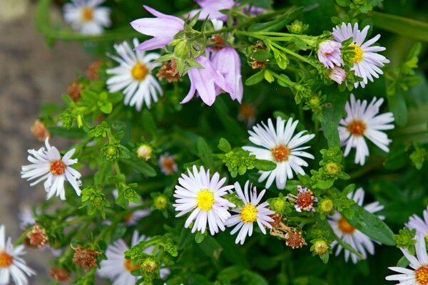 Beautiful garden flowers in all their summer glory