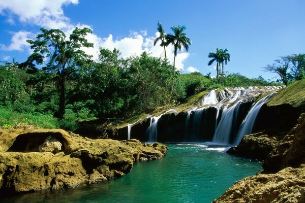 Flora of the tropics. Dense vegetation