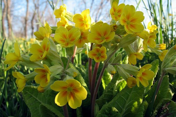 Naturaleza planta con flores en la hierba