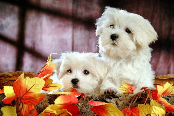 Милые фото собак осенью