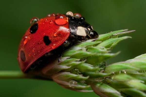 Wildlife, insect ladybug