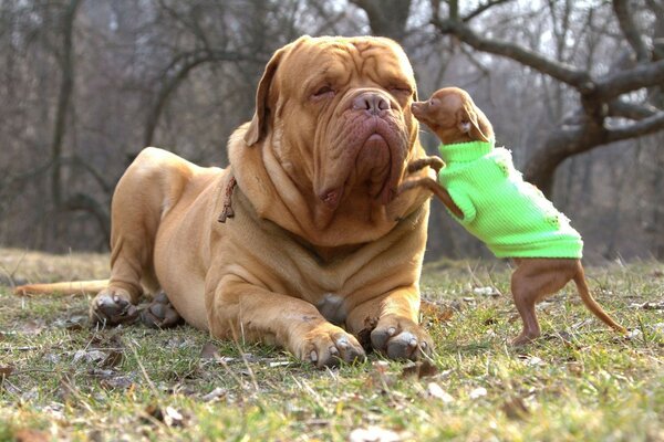 Serious dog with his puppies in clothes