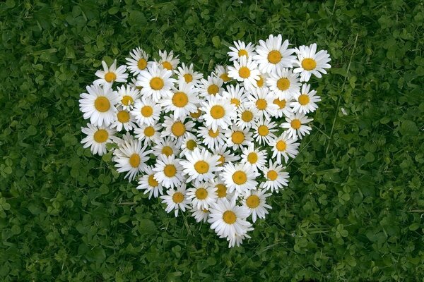 Snow-white chamomile heart on green grass