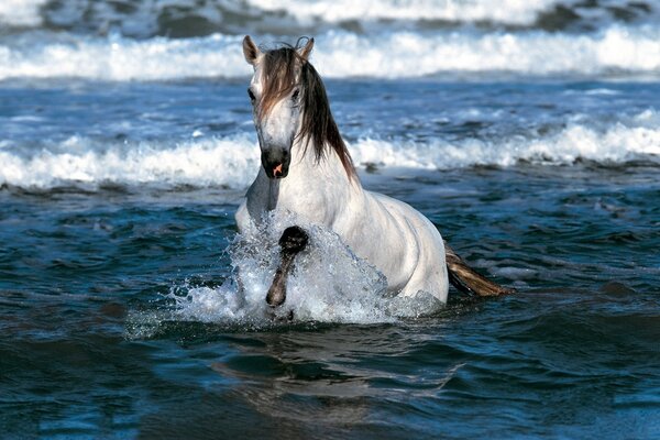 White horse bathing in the sea