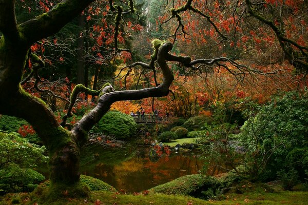 Waldlandschaft. herbstlicher Märchenwald