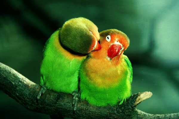 Two green parrots on a branch