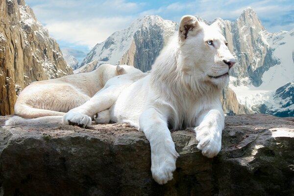 León de nieve en las montañas