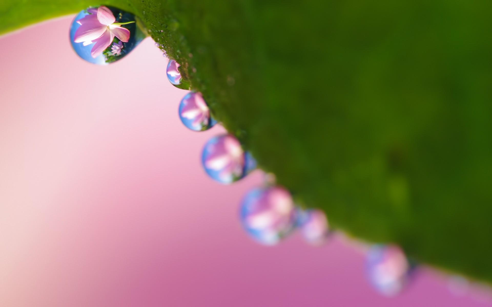 blumen unschärfe regen natur blume blatt tropfen farbe hell stillleben dof wasser tau flora makro tröpfchen