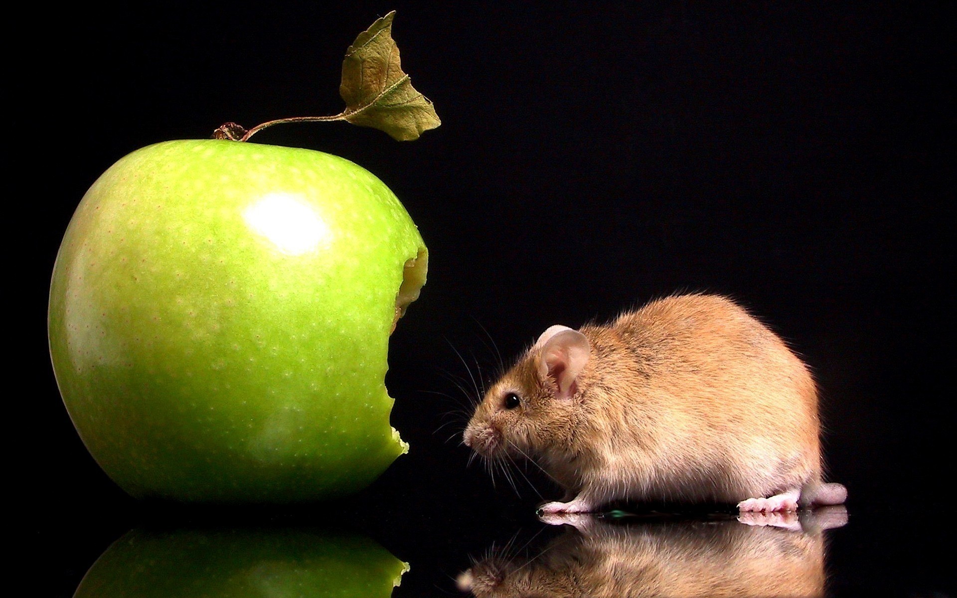 tiere maus nagetier apfel essen ratte säugetier ein porträt obst studio pest