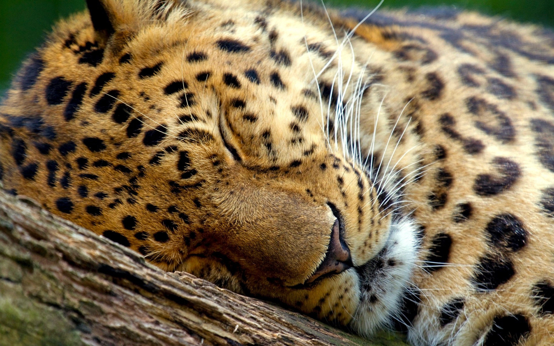 zwierzęta kot lampart dzika przyroda ssak zoo drapieżnik zwierzę gepard futro natura dziki safari myśliwy duży tygrys