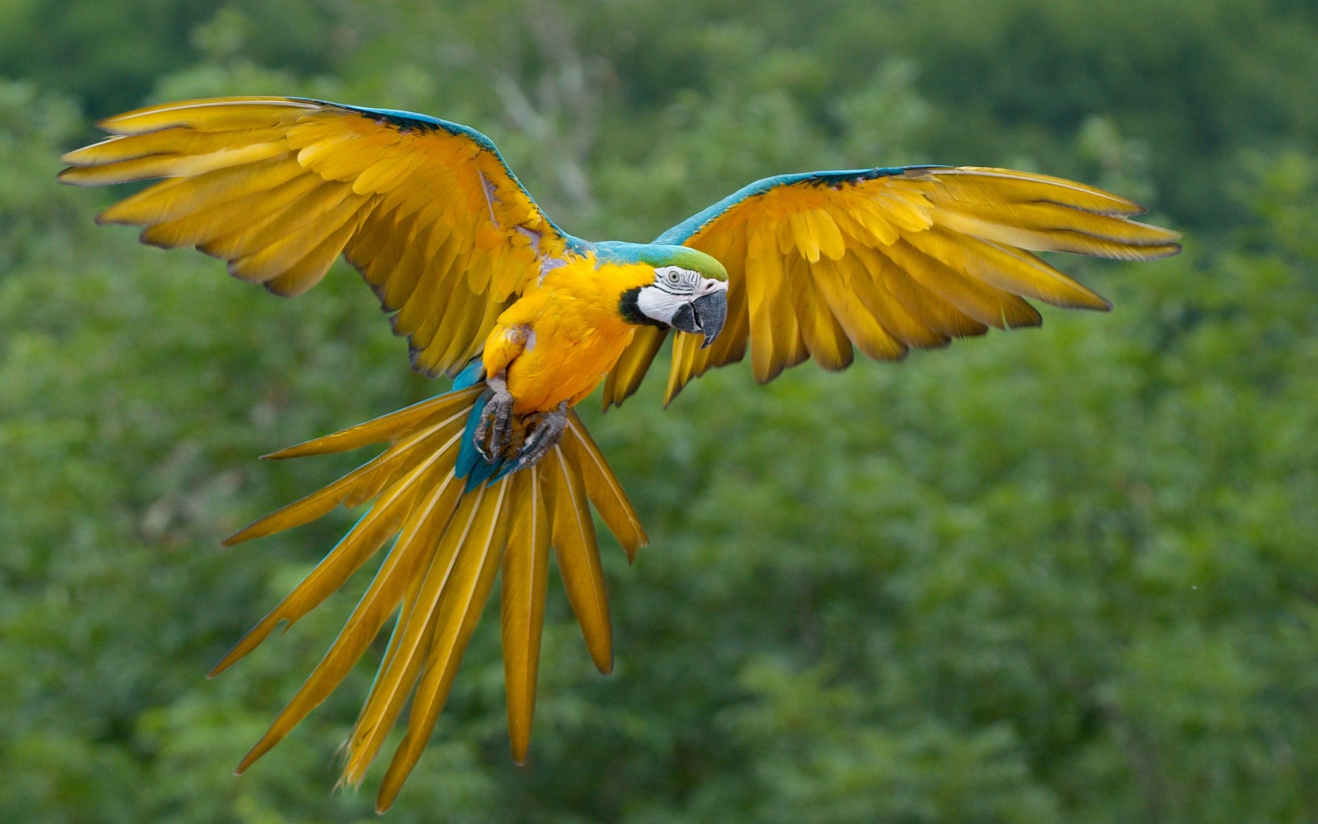 perroquet oiseau la faune nature plume aile bec sauvage à l extérieur couleurs animal