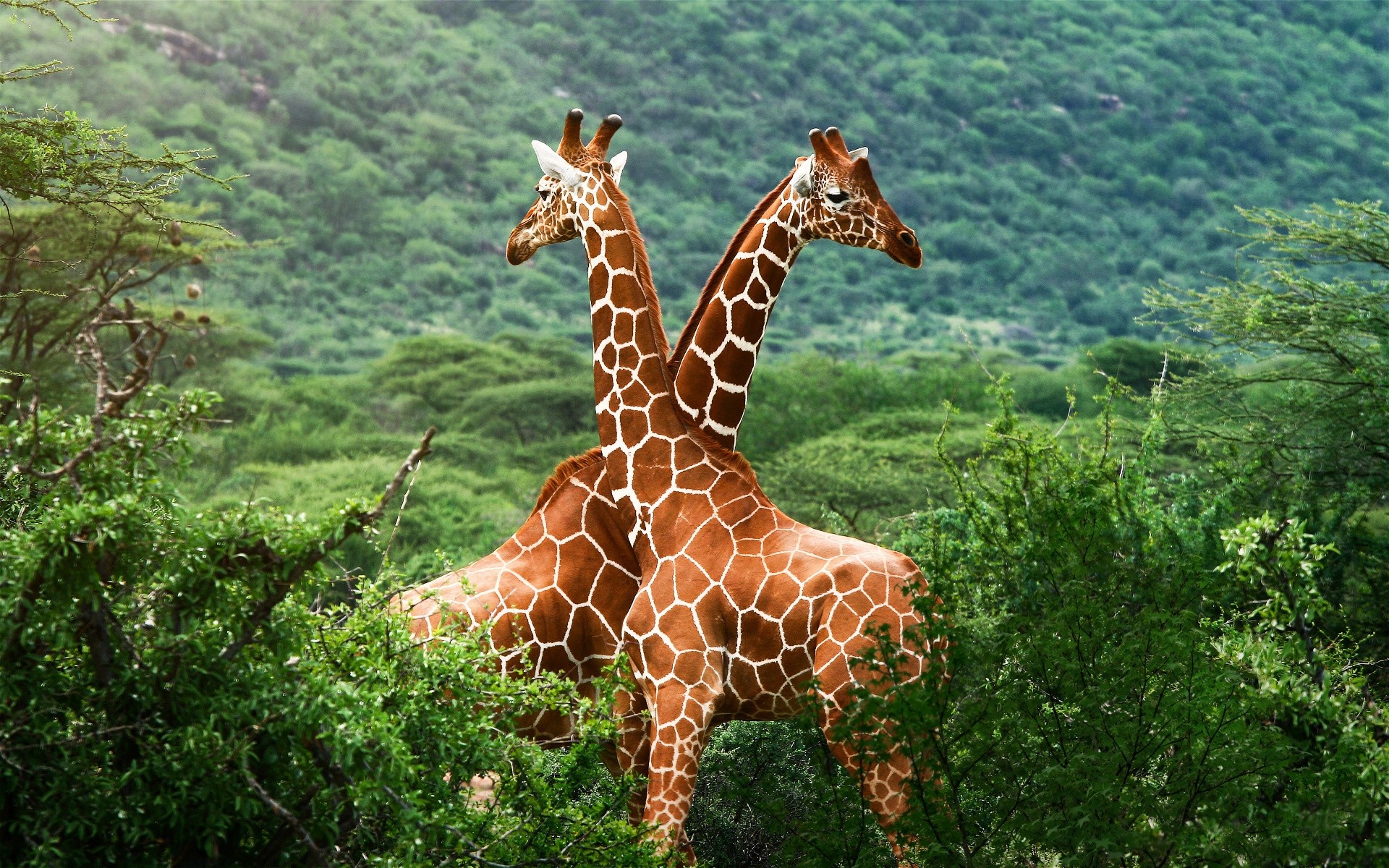 animaux nature sauvage à l extérieur la faune parc bois girafe