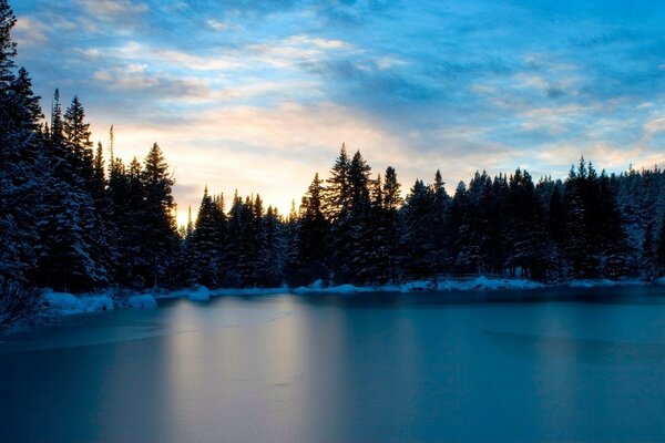 The cold winter beauty of a snow-covered forest