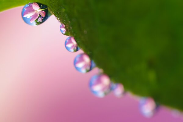 Riflessione di fiori in goccioline di rugiada su una foglia