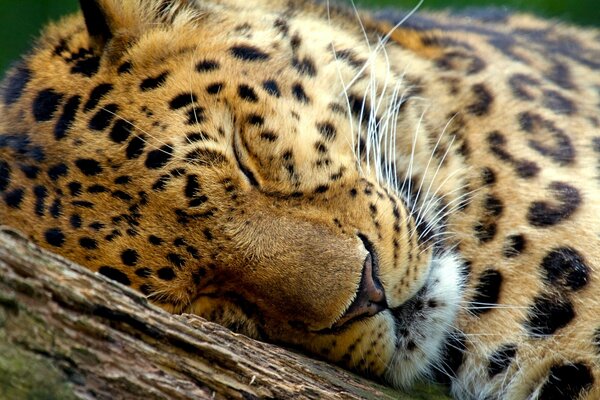 Cute leopard sleeping bags