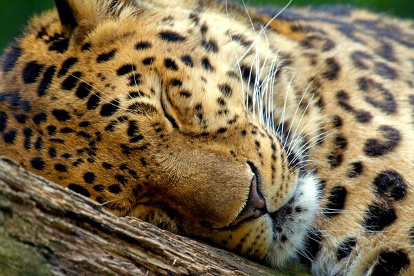 Leopardo dormindo bonito