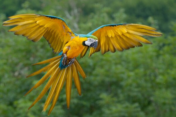 Los loros en la naturaleza parecen muy diferentes