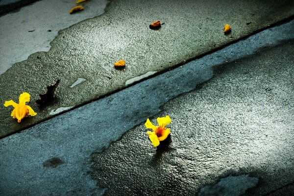 Yellow flowers on a gray stone