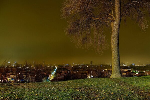 Un árbol solitario observa las luces encendidas de la ciudad nocturna