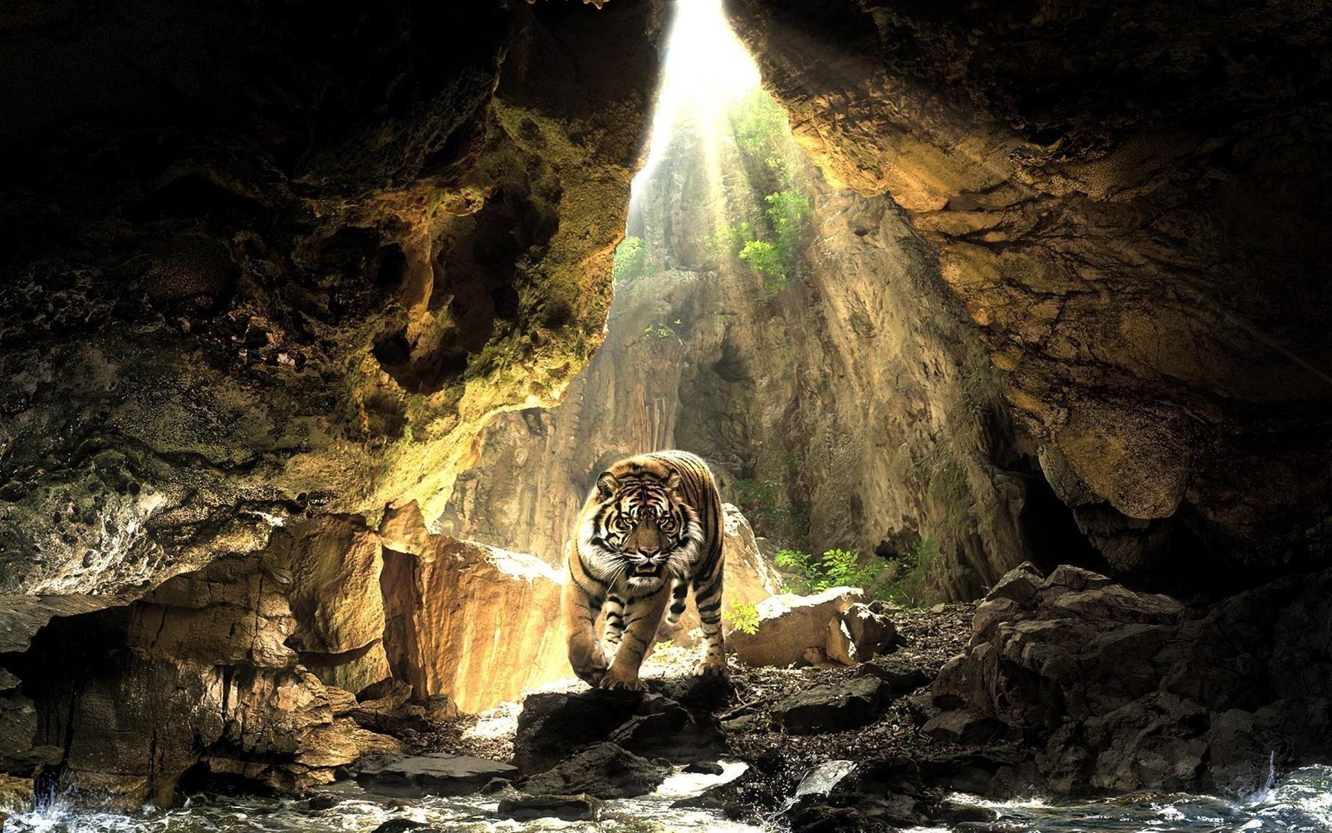 animals cave tube water stalactite travel tunnel rock limestone grotto exploration nature light tiger