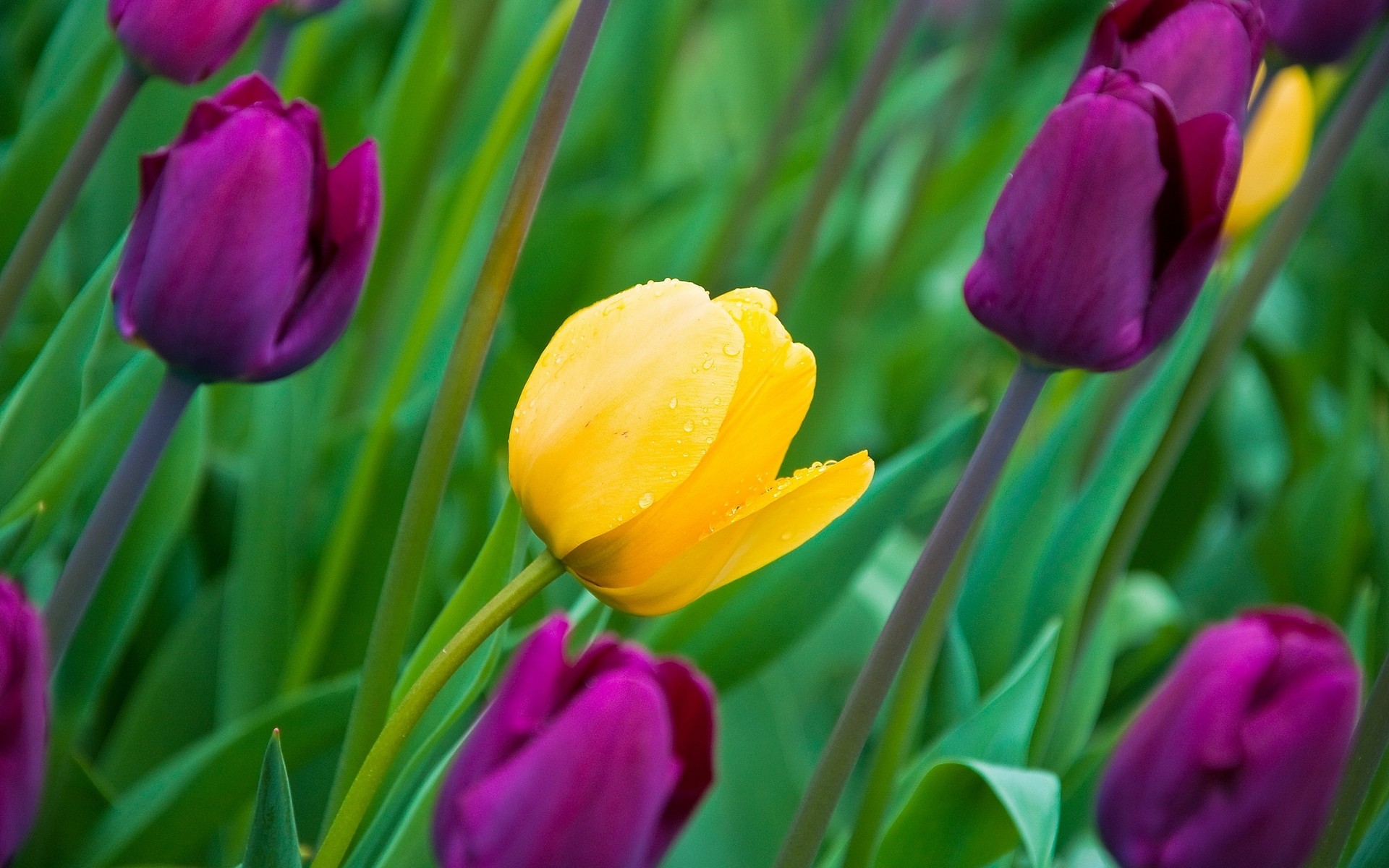 flores tulipán naturaleza pascua flor flora brillante verano hoja jardín color floral crecimiento campo temporada ramo buen tiempo al aire libre lámpara brillante