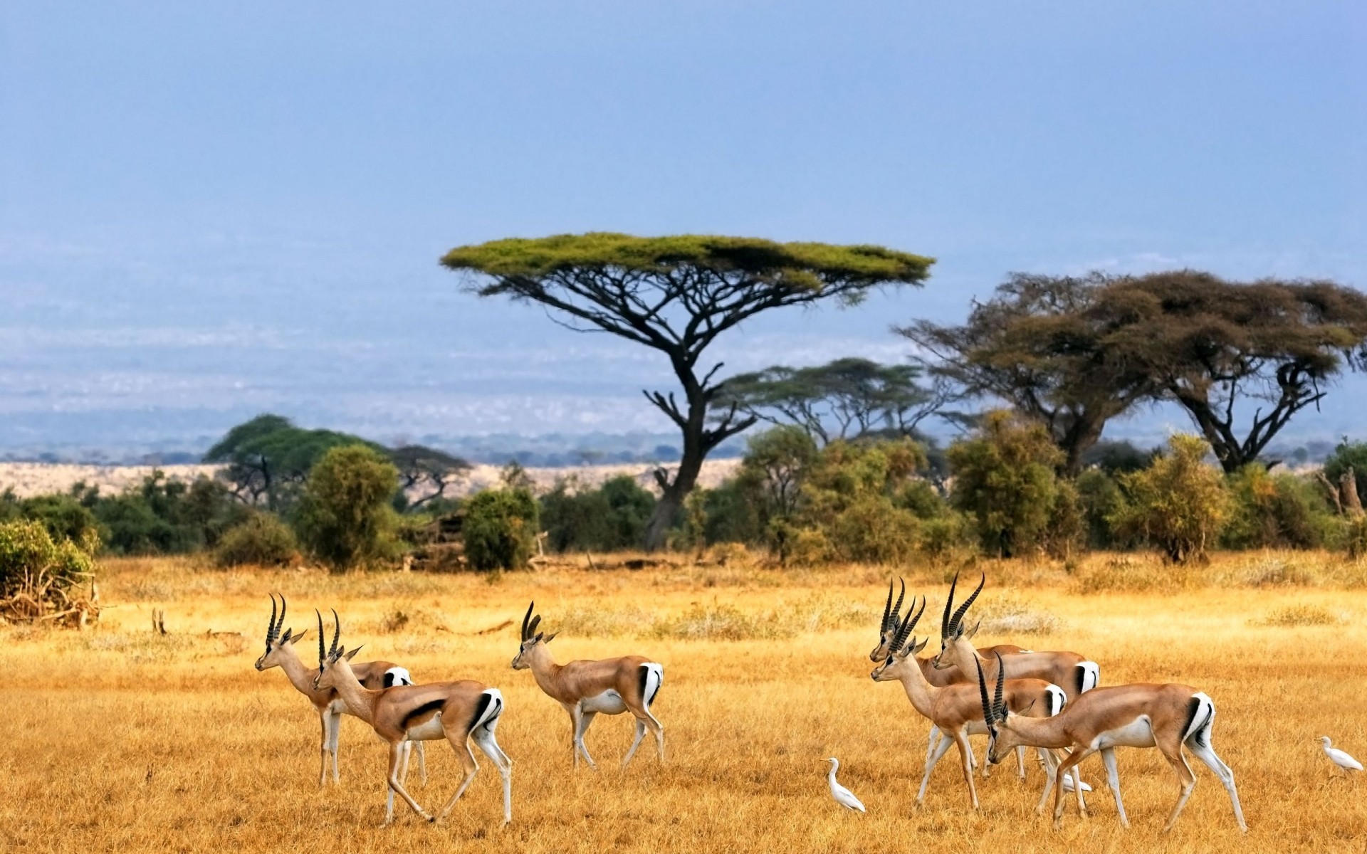 animals safari antelope mammal wildlife savanna gazelle grass grassland outdoors bush nature wild animal travel herbivore daylight game impala african landscape antelopes