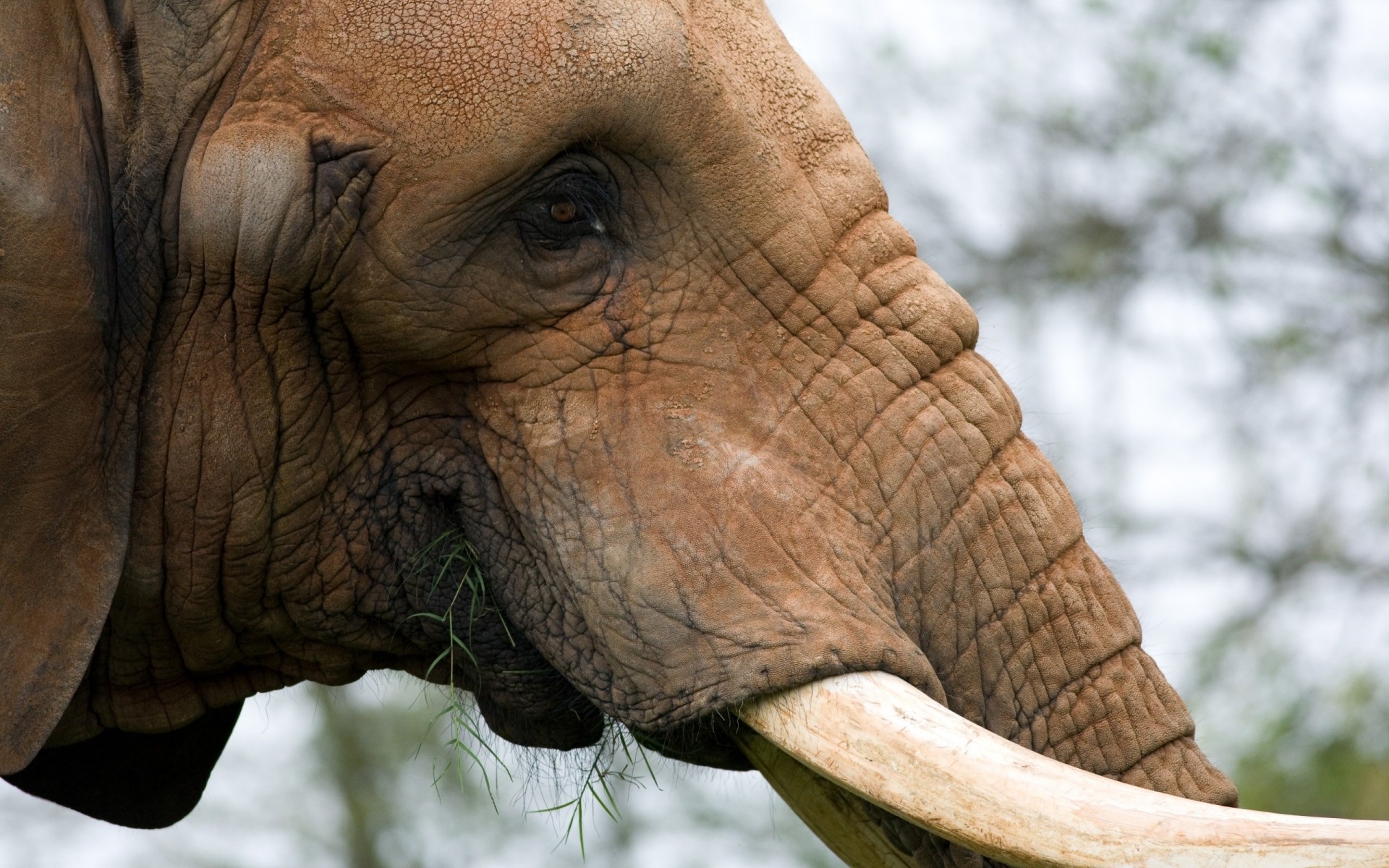 tiere elefant tierwelt tier natur porträt zoo kofferraum kopf säugetier