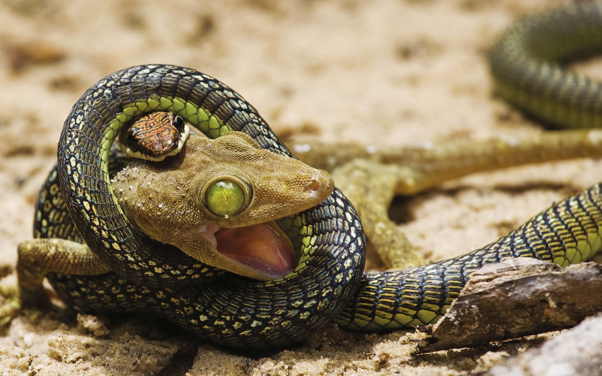 répteis e rãs réptil cobra natureza vida selvagem animal perigo lagarto close-up selvagem exótico predador