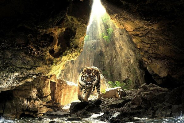 El tigre va paso seguro en la cueva