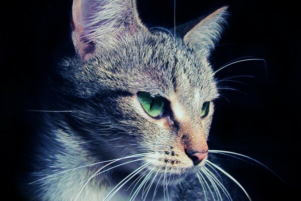 Portrait of a green-eyed cat with blue fur