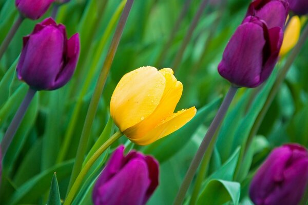 Tulipas multicoloridas contra um fundo verde suculento