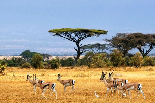 Several antelopes graze against the background of wild nature