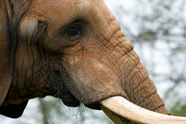 Der tierische Elefant lebt in freier Wildbahn